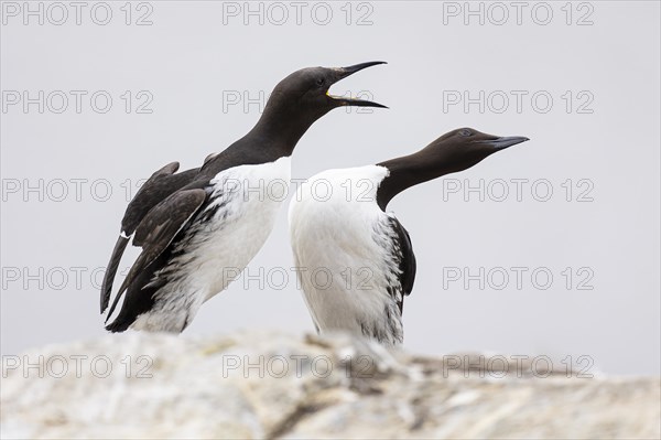 Common guillemot (Uria aalge), two adult birds fighting on rock, Hornoya Island, Vardo, Varanger, Finnmark, Norway, Europe