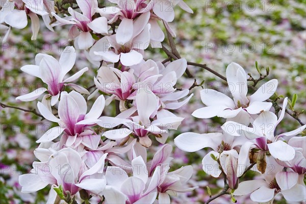 Beautiful blossom of the magnolia tree, spring, Germany, Europe