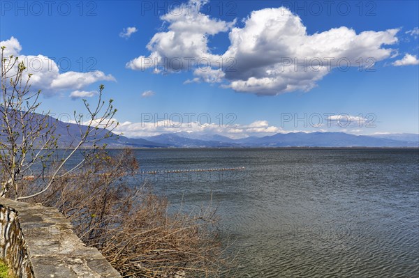 Lake Kerkini, Lake Kerkini, buds in front of snow-covered mountains in spring, Central Macedonia, Greece, Europe