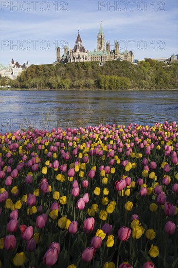 Bed of pink and yellow Tulipa, Tulips plus Chateau Laurier and Canadian Parliament buildings across the Ottawa river in spring, Ottawa, Ontario, Canada, North America