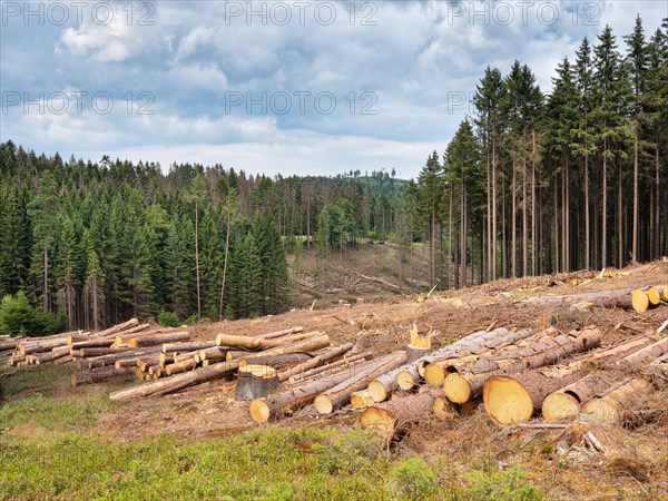 Spruce clear-cutting in the forest after bark beetle infestation, Franconian Forest, Upper Franconia, Bavaria, Germany, Europe