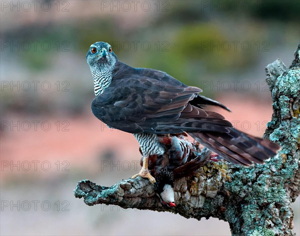 Male northern goshawk (Accipiter gentilis) with a red grouse prey, Valencia, Spain, Europe