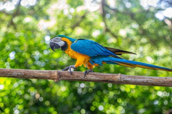 Portrait of a parrot. Beautiful shot of the animals in the forest on Guadeloupe, Caribbean, French Antilles