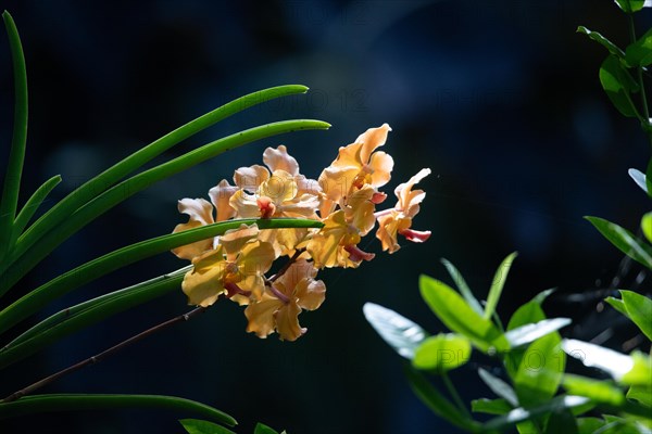 Jardin Botaniqu de Deshaies, botanical garden with flora and fauna in Guadeloupe, Caribbean, French Antilles