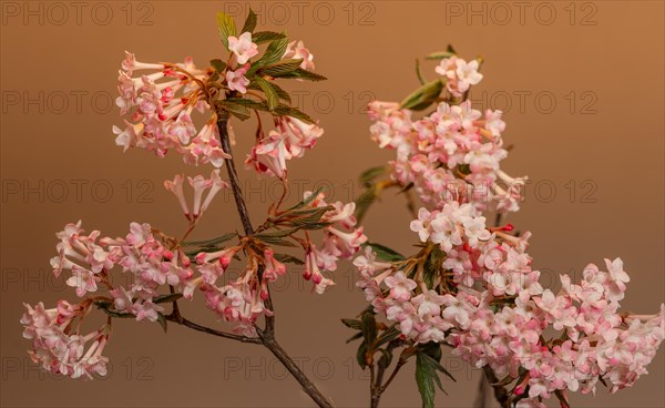 Pink scented snowball (Viburnum farreri) in macro