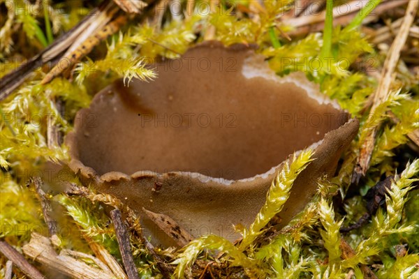 Black and white ribbed cup lobelia cup-shaped brown fruiting body in green moss