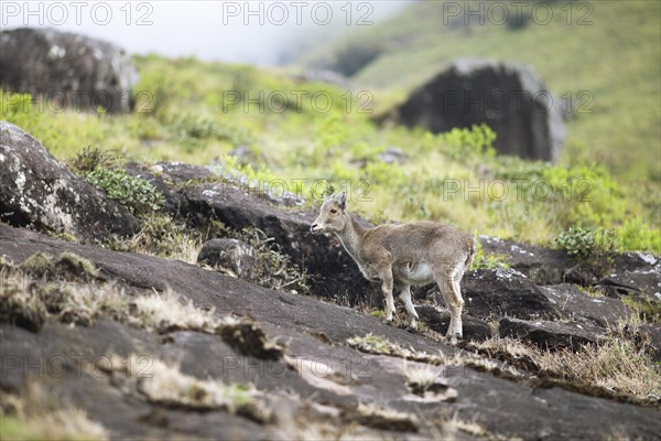 Nilgiri tahr (Nilgiritragus hylocrius, until 2005 Hemitragus hylocrius) or endemic goat species in Eravikulam National Park, juvenile, Kannan Devan Hills, Munnar, Kerala, India, Asia