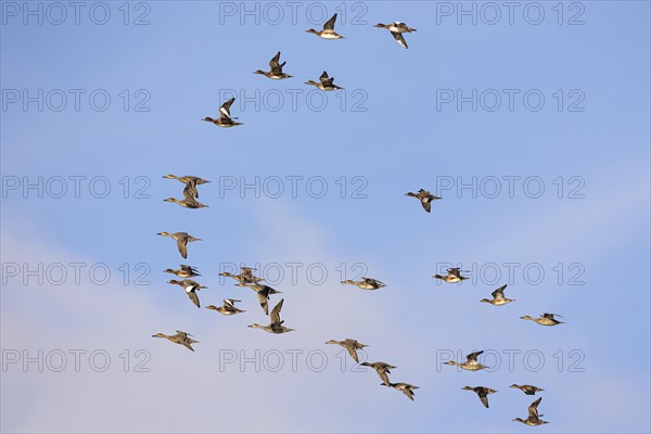 Gadwall (Anas strepera) and wigeon (Anas penelope), small flock in flight, Laanemaa, Estonia, Europe