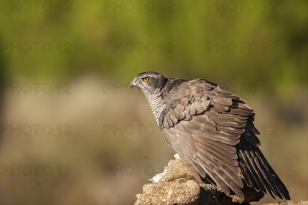 Northern goshawk (Accipiter gentilis) female, Extremadura, Castilla La Mancha, Spain, Europe