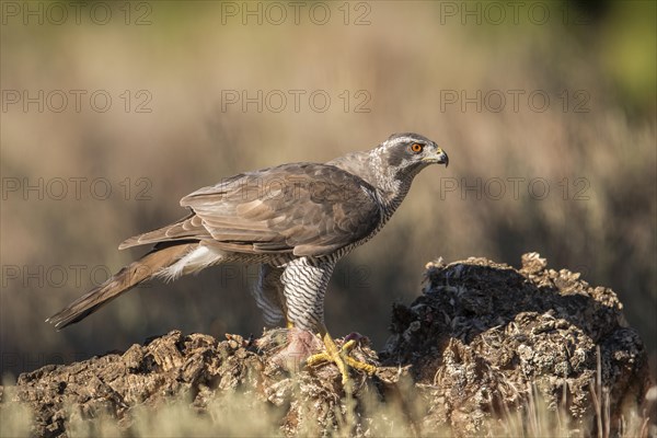 Northern goshawk (Accipiter gentilis), Extremadura, Castilla La Mancha, Spain, Europe