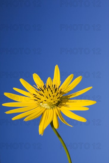 Close-up of yellow Silphium terebinthinaceum, Prairie Dock flower against a blue sky in summer, Quebec, Canada, North America