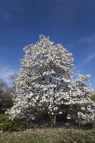 Magnolia loebneri tree with white flower blossoms in full bloom in Japanese garden in spring, Montreal Botanical Garden, Quebec, Canada, North America