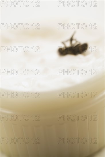 Close-up of dead Musca domestica, Common House Fly in plastic container of white ointment, Studio Composition, Quebec, Canada container of white ointment, Studio Composition, Quebec, Canada, North America
