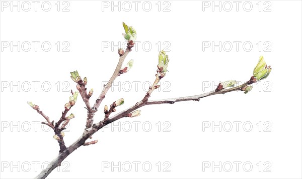 Tree sprout with coins growing from its buds, watercolor illustration on white background AI generated