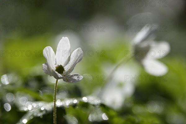 Enchanting wood anemones, spring, Germany, Europe