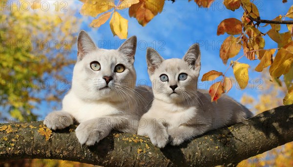 AI generated, animal, animals, mammal, mammals, cat, felidae (Felis catus), a cat and a kitten resting on a tree, autumn, seasons