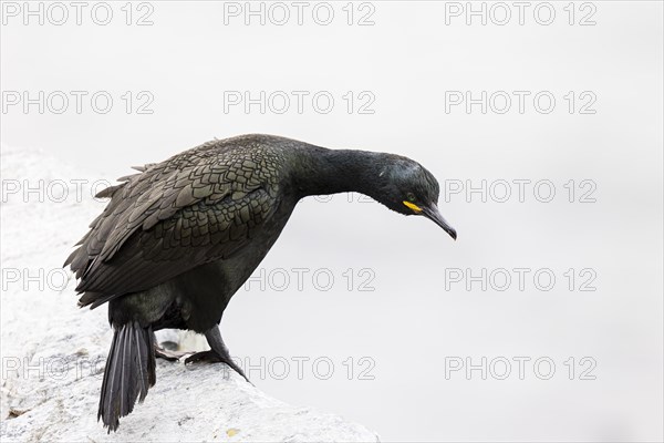 Common shag (Phalacrocorax aristotelis), Hornoya Island, Vardo, Varanger, Finnmark, Norway, Europe