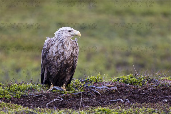 White-tailed eagle (Haliaeetus albicilla), adult bird with a preyed fish in its talons, Varanger, Finnmark, Norway, Europe