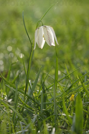 Charming chequerboard flower, spring, Germany, Europe