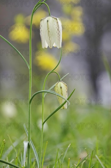 Charming chequerboard flower, spring, Germany, Europe