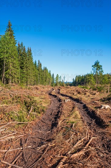 Logging road with tire tracks on a clearcutting in a spruce forest