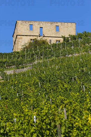 Yburg, Y-Burg, Yberg, Eibenburg, ruins of a hillside castle, historic building, built in the early 14th century, excursion destination, vineyard, Stetten vineyards, plants, Kernen im Remstal, Rems-Murr-Kreis, Baden-Wuerttemberg, Germany, Europe