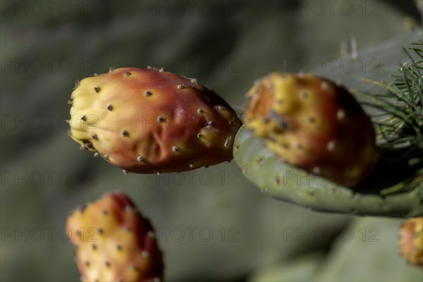 Ripe fruit of the cactus pear (Opuntia ficus-indica), Fuerteventura, Canary Island, Spain, Europe