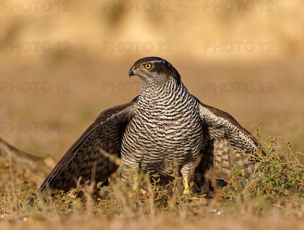 Male Northern Goshawk (Accipiter gentilis), Manteln, Agramunt, Catalonia, Spain, Europe