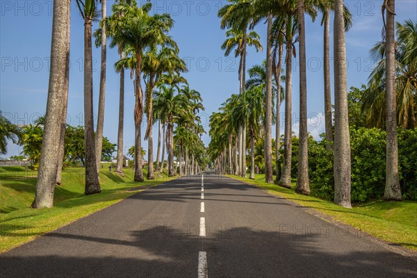 The famous palm avenue l'Allee Dumanoir. Landscape shot from the centre of the street into the avenue. Taken on a changeable day on Grand Terre, Guadeloupe, Caribbean, North America