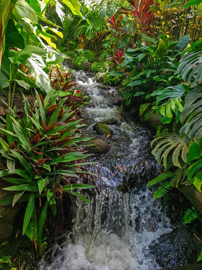 Jardin Botaniqu de Deshaies, botanical garden with flora and fauna in Guadeloupe, Caribbean, French Antilles