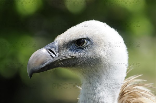 Griffon vulture (Gyps fulvus), portrait of a vulture with white head and black-rimmed eye, (captive) Fuerstenfeld Monastery, Fuerstenfeldbruck, Bavaria, Germany, Europe
