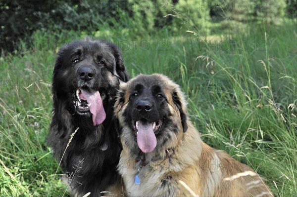 Leonberger dogs, Two smiling dogs sitting next to each other in the grass, Leonberger dog, Schwaebisch Gmuend, Baden-Wuerttemberg, Germany, Europe