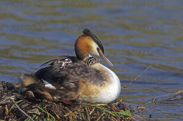 Great crested grebe (Podiceps cristatus), juvenile in plumage
