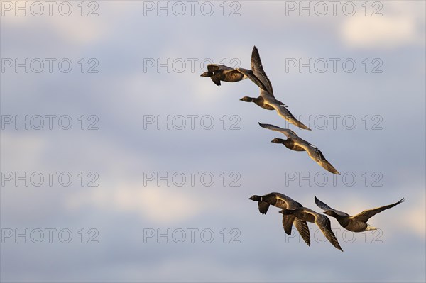 Brant goose (Branta bernicla), small flock in flight, Laanemaa, Estonia, Europe