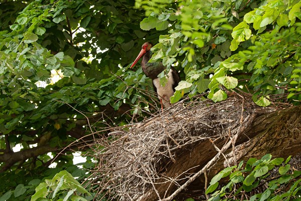 Black stork (Ciconia nigra) standing securely on its eyrie, near Kresna, Bulgaria, Europe