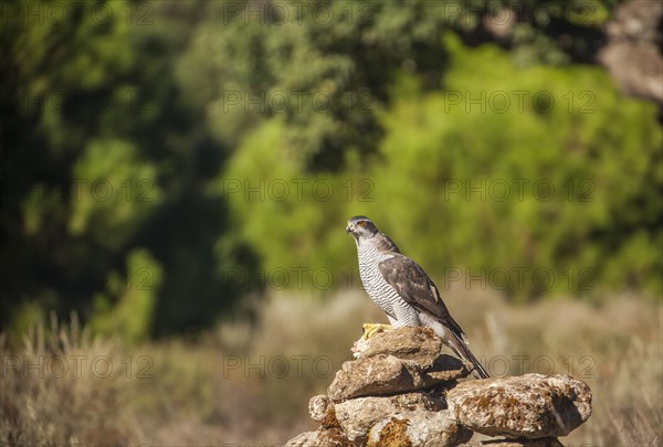 Northern goshawk (Accipiter gentilis), Extremadura, Castilla La Mancha, Spain, Europe