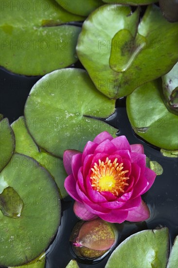 Close-up of pink and yellow Nymphaea, Waterlily flower and green lily pads floating on pond surface in summer, Quebec, Canada, North America