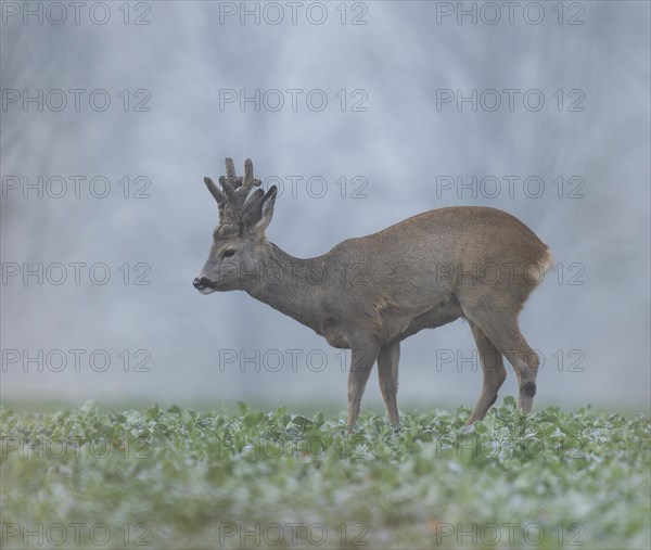 European roe deer (Capreolus capreolus), roebuck with horns in velvet and winter coat standing in a field, wildlife, Thuringia, Germany, Europe
