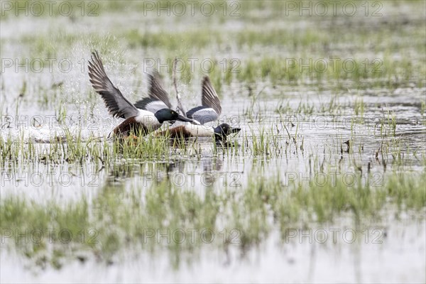 Northern Shoveler (Spatula clypeata), Lower Saxony, Germany, Europe