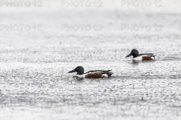 Northern Shoveler (Spatula clypeata), Lower Saxony, Germany, Europe