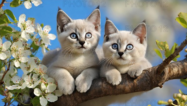 KI generated, animal, animals, mammal, mammals, cat, felidae (Felis catus), two kittens resting in a fruit tree, tree blossom, spring, summer