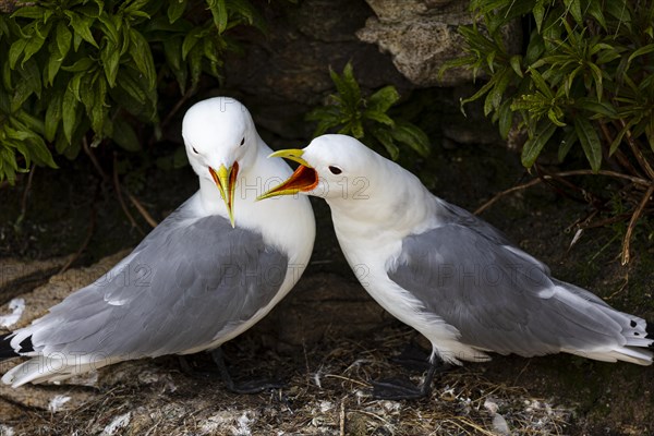 Black-legged kittiwake (Rissa tridactyla), adult pair mating, Varanger, Finnmark, Norway, Europe