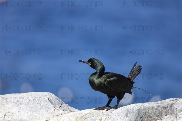 Common shag (Phalacrocorax aristotelis) defecating, Hornoya Island, Vardo, Varanger, Finnmark, Norway, Europe