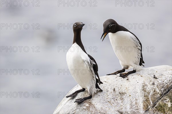 Common guillemot (Uria aalge), two adult birds on rock, Hornoya Island, Vardo, Varanger, Finnmark, Norway, Europe