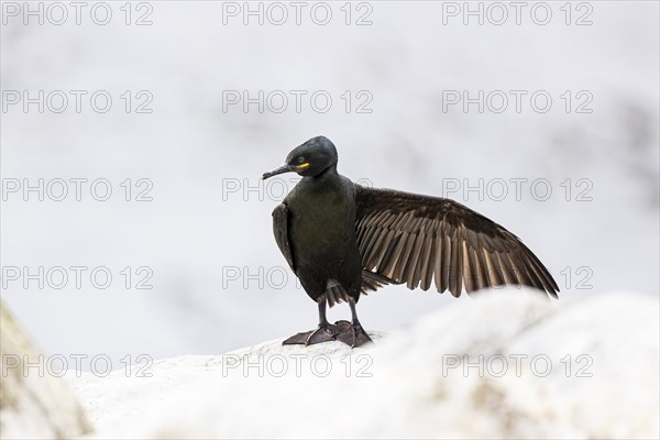 Common shag (Phalacrocorax aristotelis) drying its feathers, Hornoya Island, Vardo, Varanger, Finnmark, Norway, Europe