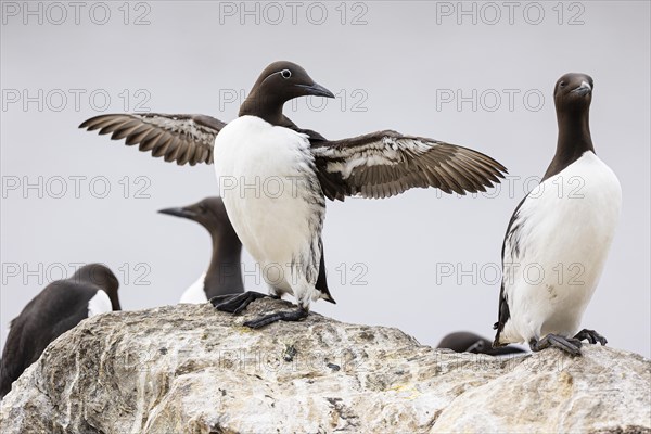 Common guillemot (Uria aalge) spreading its wings, Hornoya island, Vardo, Varanger, Finnmark, Norway, Europe