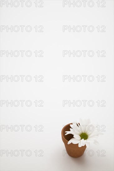 Close-up of cut white Leucanthemum vulgare, Oxeye Daisy flower in small terracotta flower pot on white background, Studio Composition, Quebec, Canada, North America