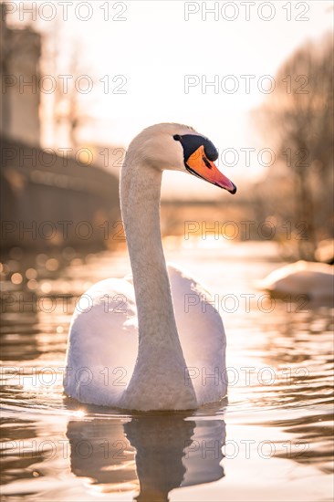 A swan on the water in the warm backlight of the sun, sunrise, Nagold, Black Forest, Germany, Europe