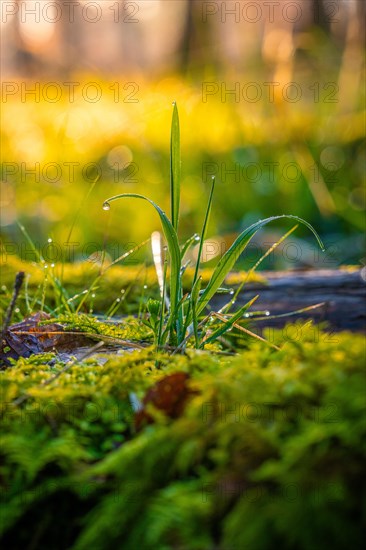 Tufts of grass and moss with dewdrops illuminated by soft sunlight in the forest, Gechingen, Black Forest, Germany, Europe