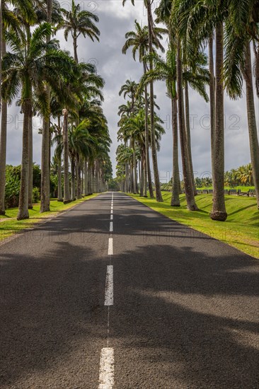 The famous palm avenue l'Allee Dumanoir. Landscape shot from the centre of the street into the avenue. Taken on a changeable day on Grand Terre, Guadeloupe, Caribbean, North America